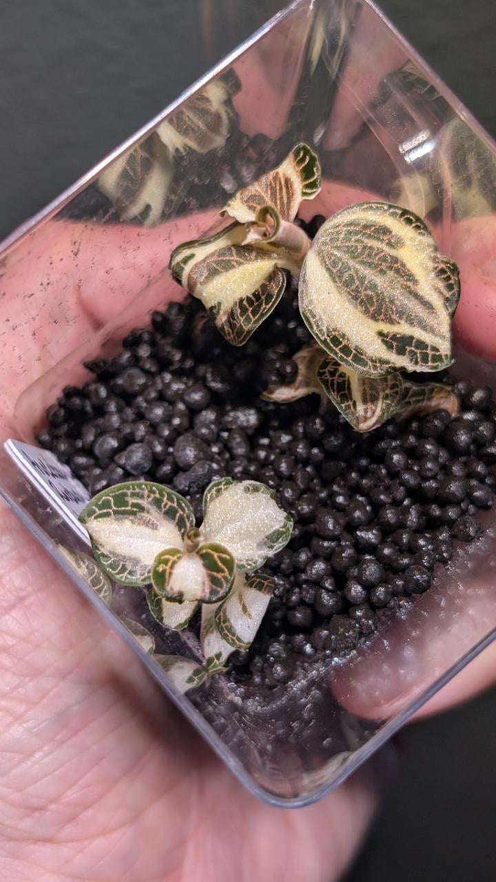 Variegated Roxburghii Jewel Orchid - Tissue Culture Growers Choice