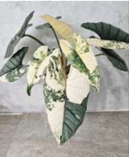 Alocasia Bisma Platinum Albo tissue culture