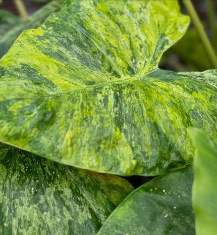 Macrorrhiza Splash Aurea TC Growers Choice