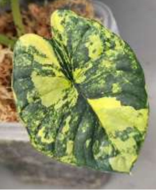 Alocasia Nebula Aurea Variegated Tissue Culture