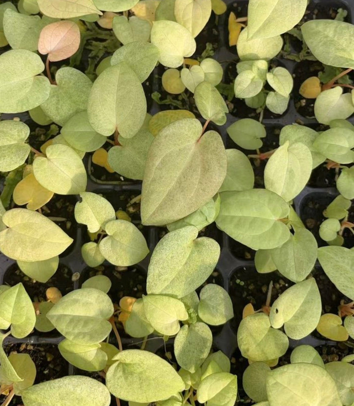 Variegated Dark Phoenix Anthurium tissue culture