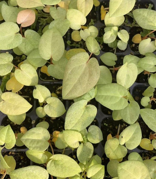 Variegated Dark Phoenix Anthurium tissue culture