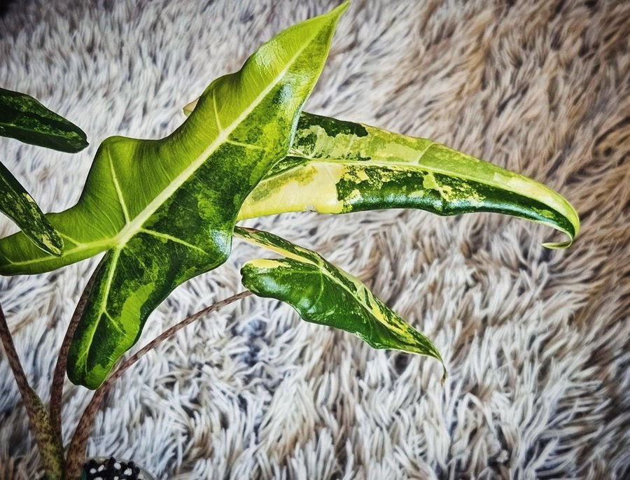 Alocasia Sarian Aurea - Tissue Culture Growers Choice