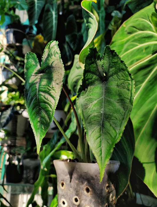 Alocasia Olani TC Growers Choice