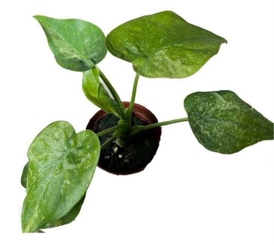 Cucullata Mint TC Growers Choice