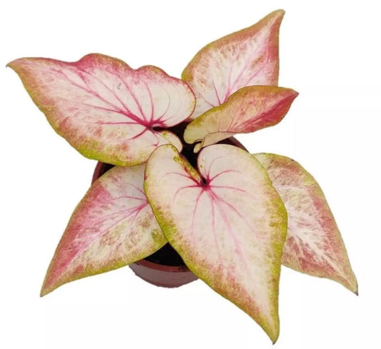 Caladium “Bell Pepper” TC Growers Choice