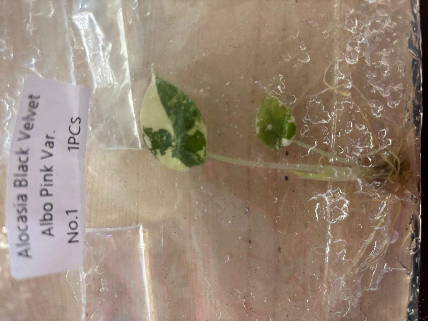 Pink black velvet albo alocasia