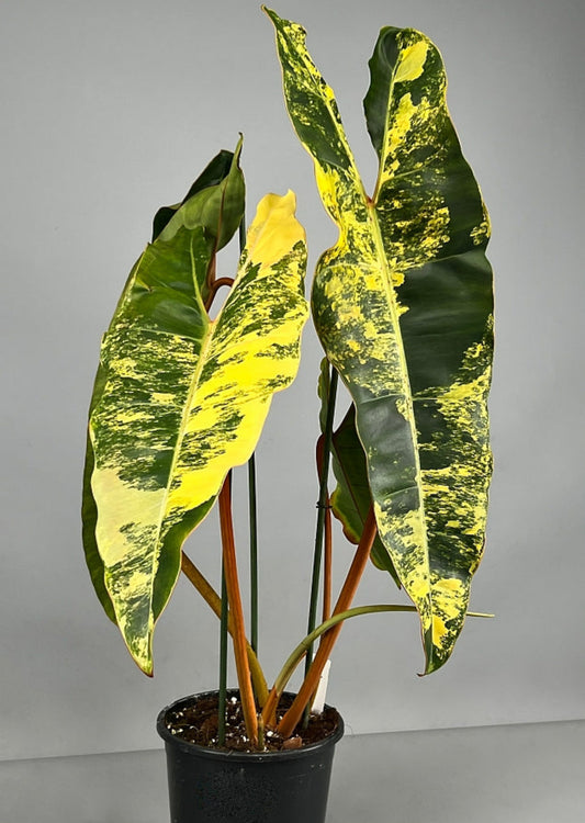 Variegated Billietae Philodendron - Tissue Culture Growers Choice