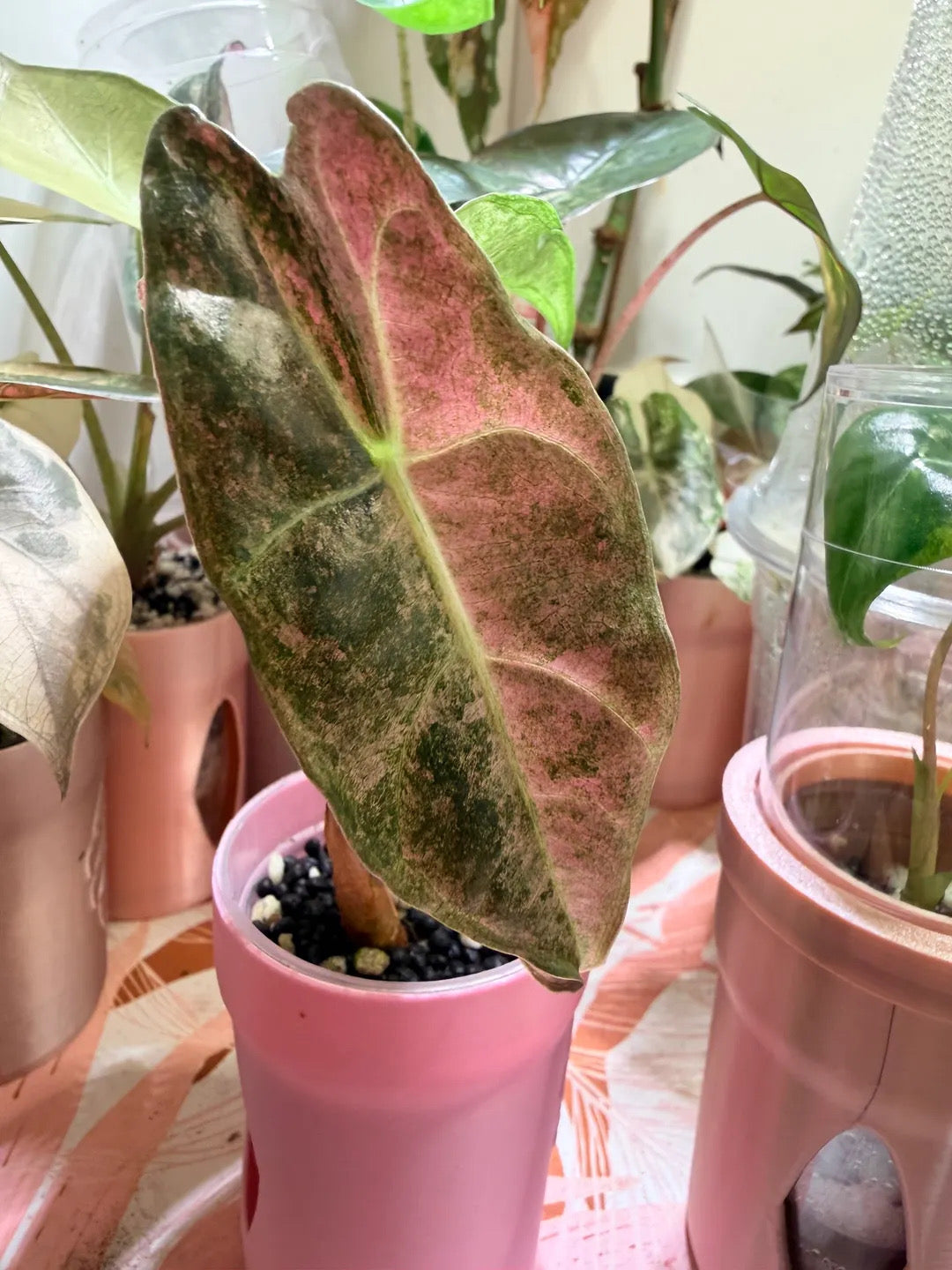 Black Satun Stardust TC Growers Choice