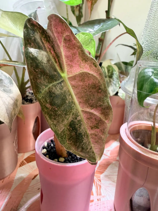 Black Satun Stardust TC Growers Choice