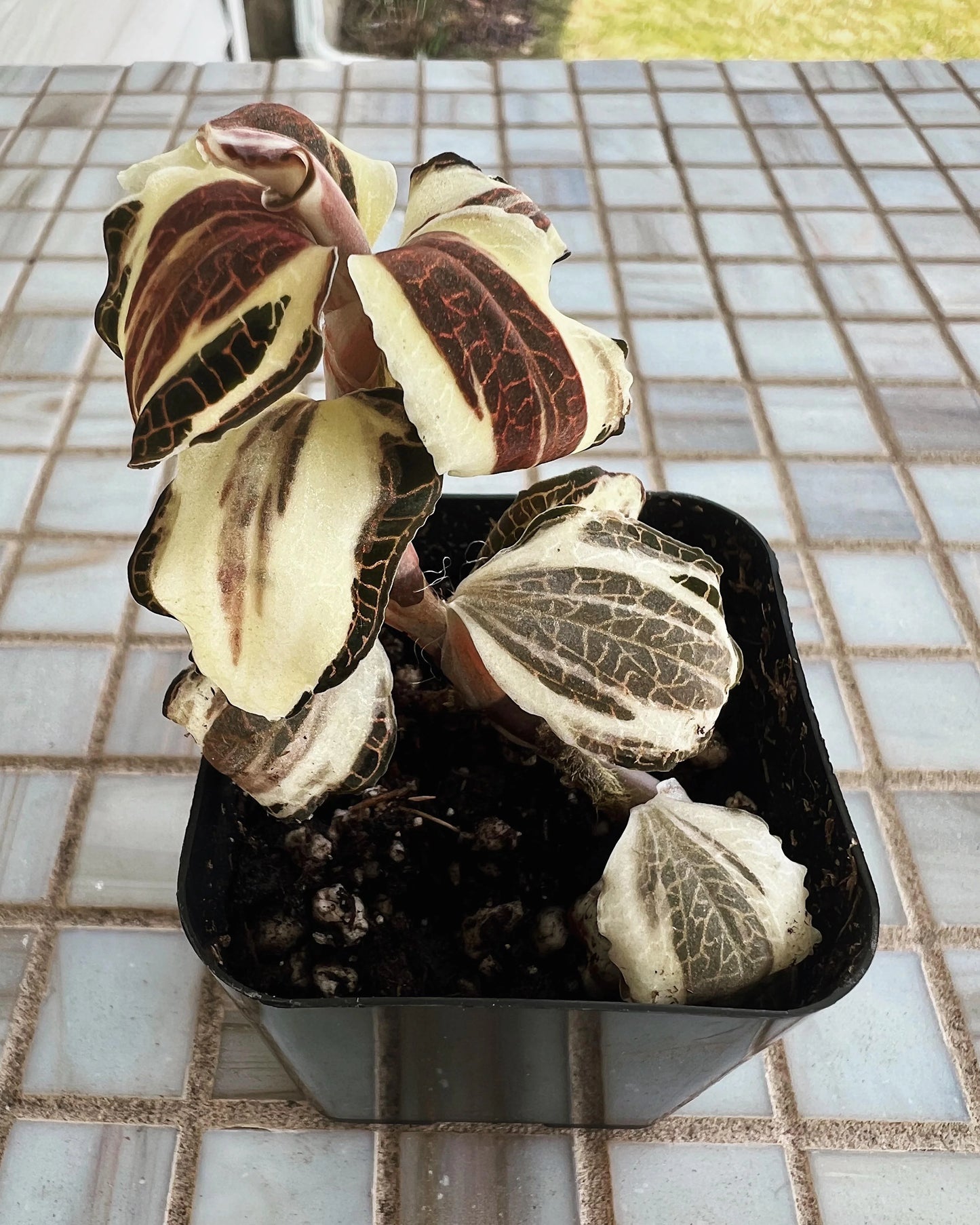 Variegated Roxburghii Jewel Orchid - Tissue Culture Growers Choice