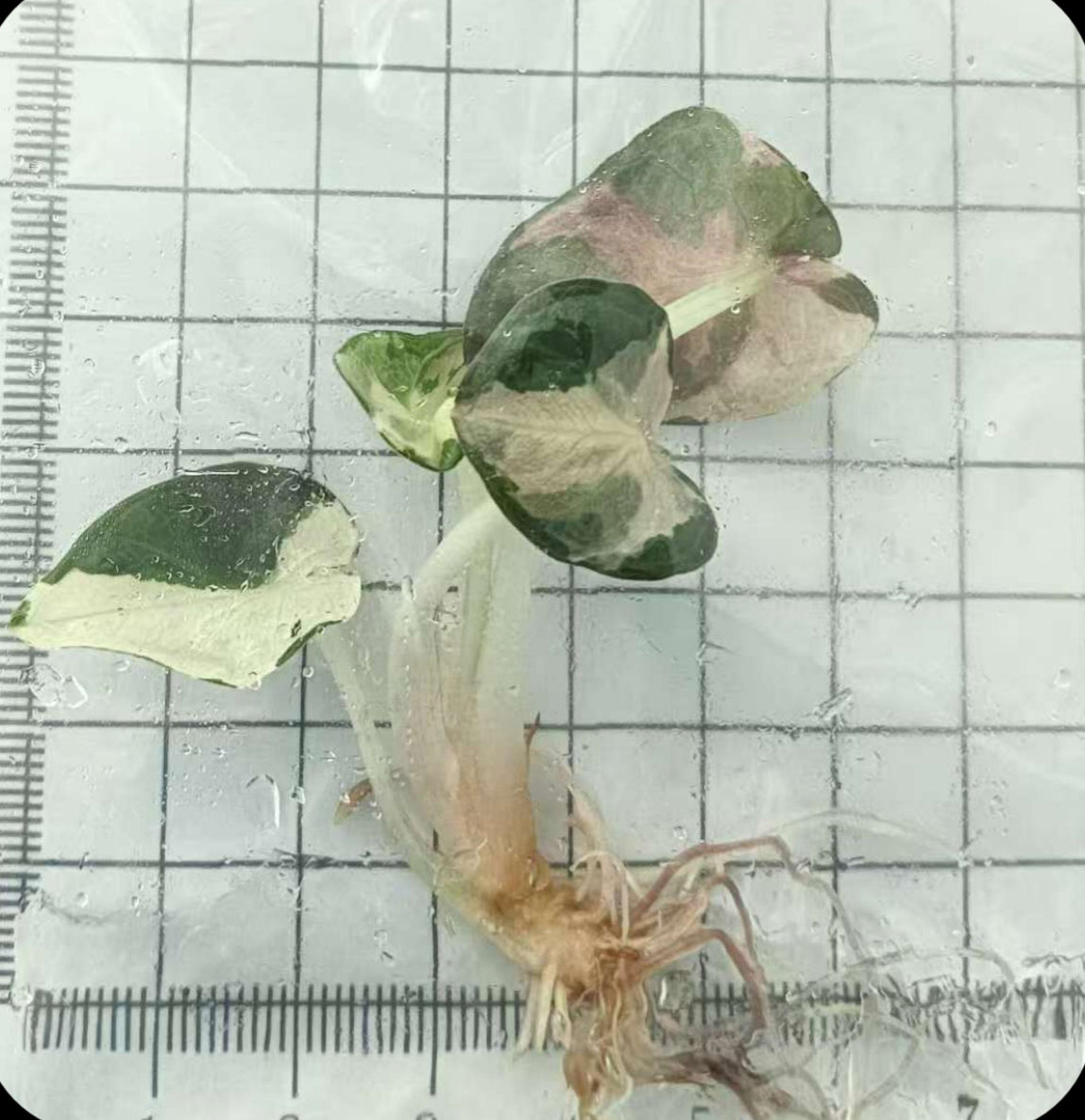 Pink Balloon Heart - Tissue Culture Growers Choice