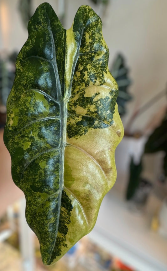 Aurea Chantrieri TC Growers Choice