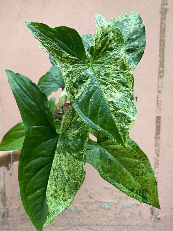 Syngonium Mojito TC Growers Choice