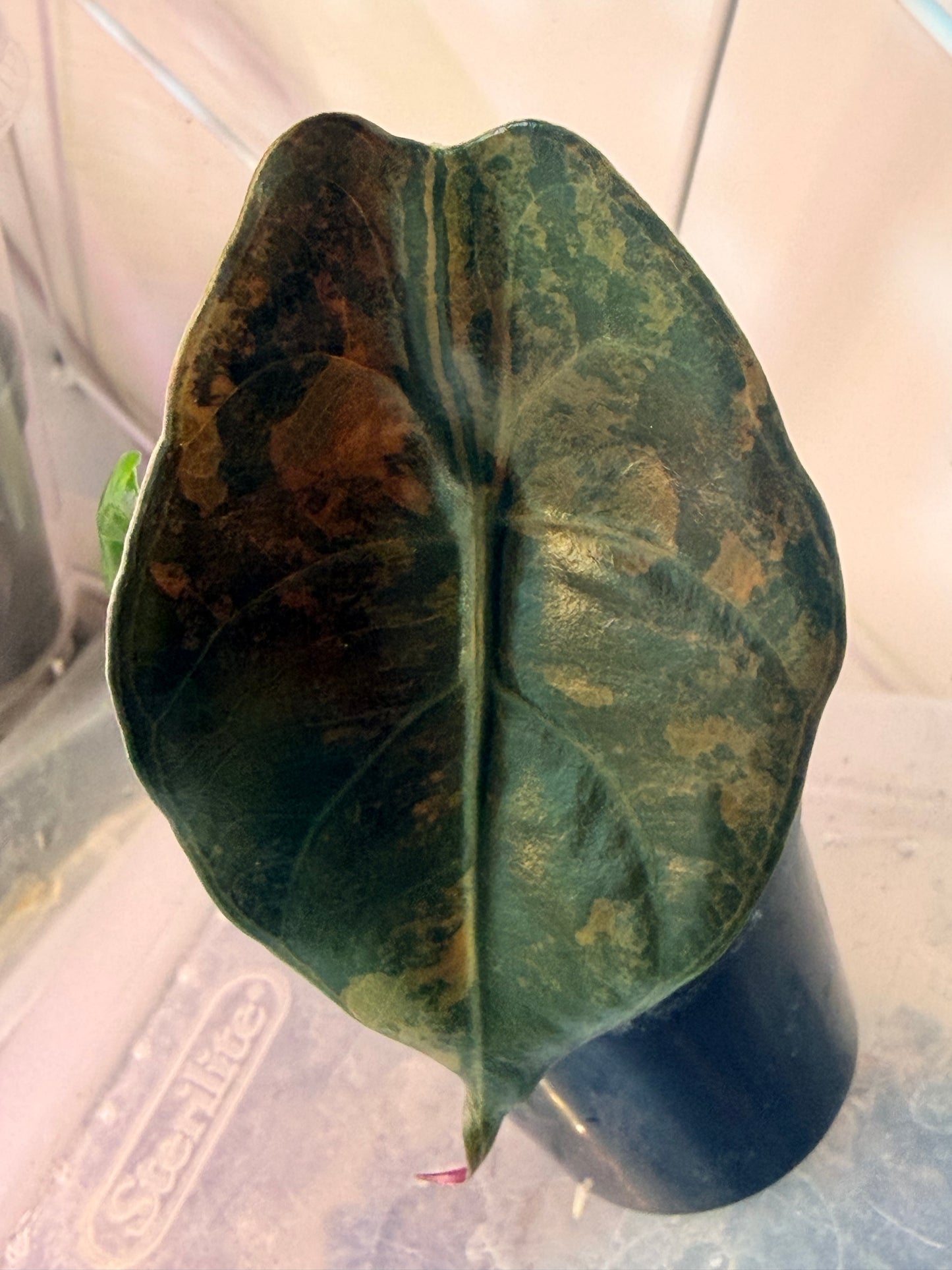 Sedenii Aurea Alocasia Tissue Culture
