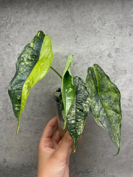 Dragons Breath Aurea TC Growers choice