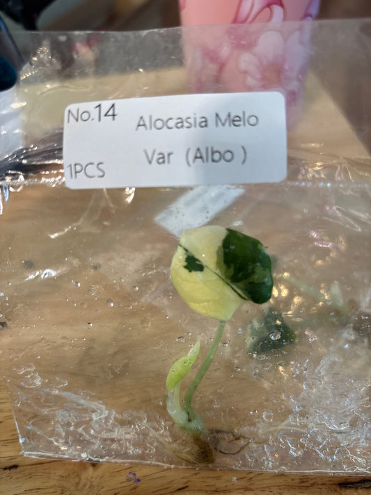 Melo Albo Variegated Alocasia Tissue Culture