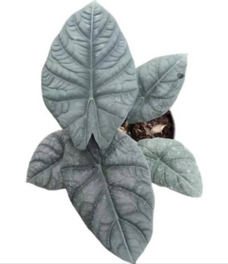 Alocasia Black Dragon TC Growers Choice