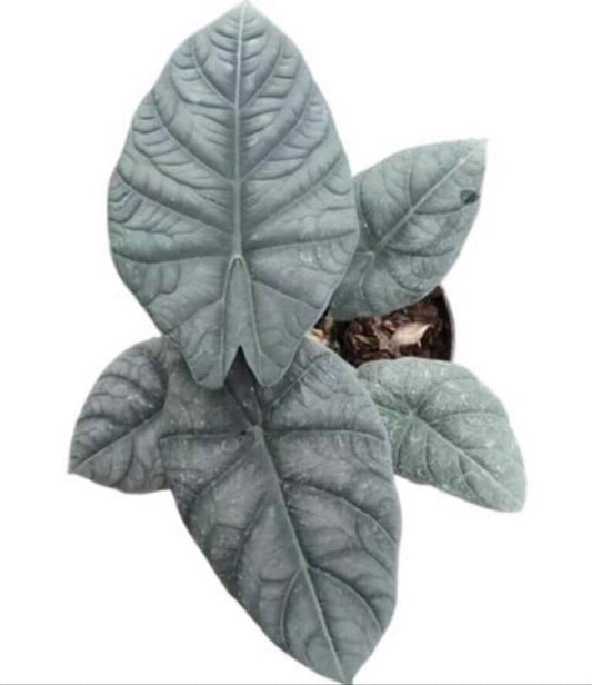 Alocasia Black Dragon TC Growers Choice