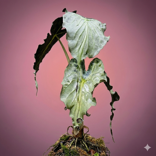 Alocasia venom and tissue culture SHIPS 4/27/26