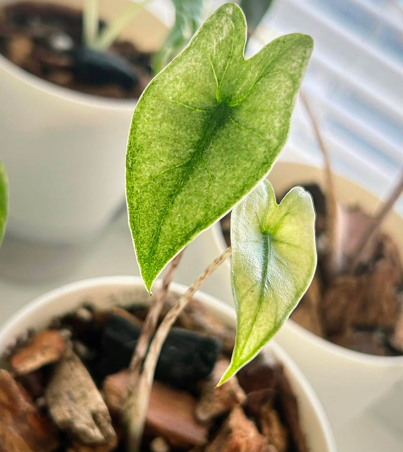 Zebrina Mint Var TC Growers Choice