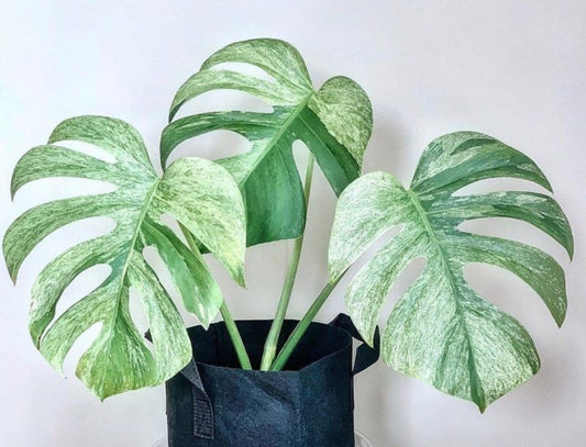 Monstera Jungle Mint TC