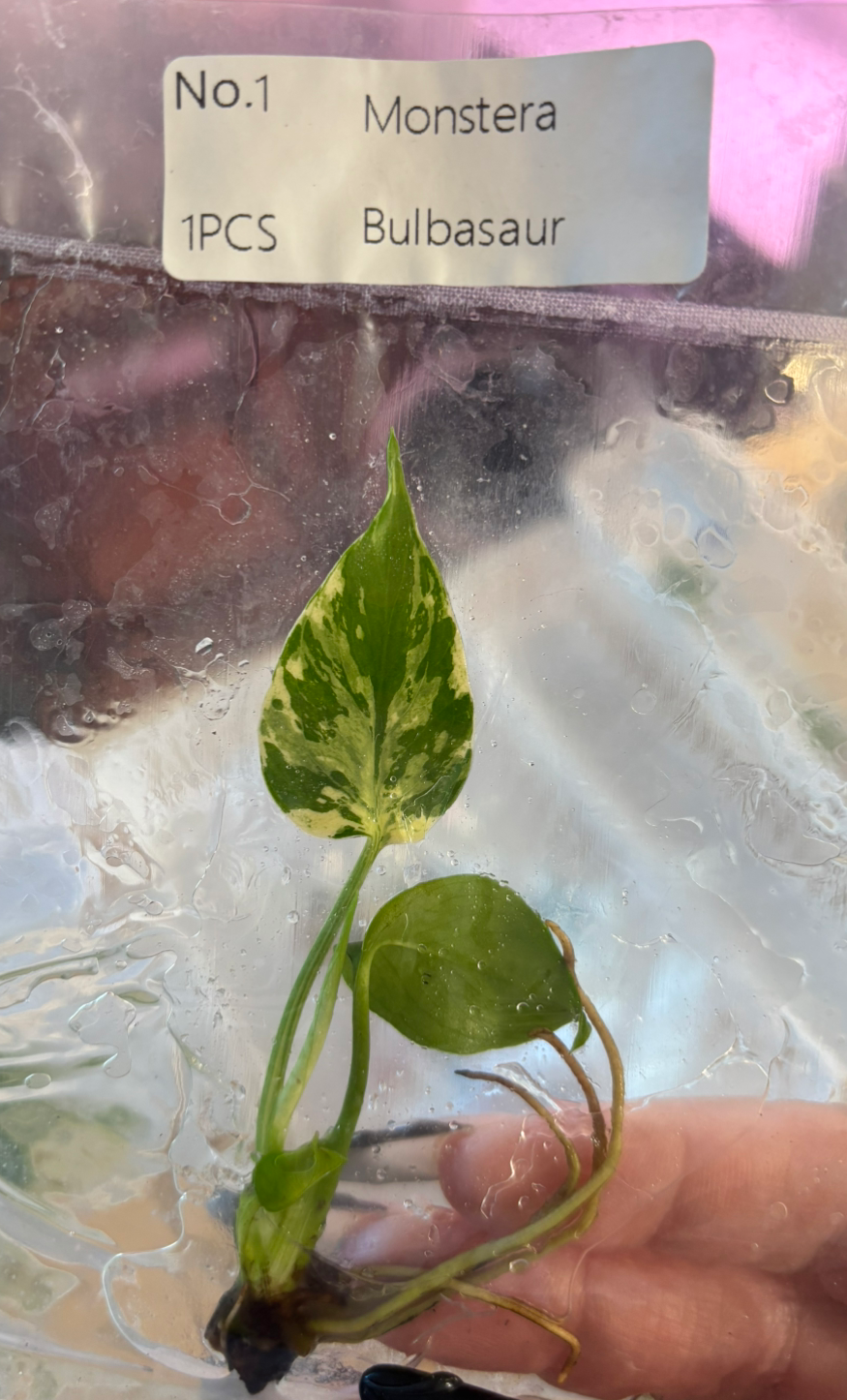 Monstera Bulbasaur tissue culture