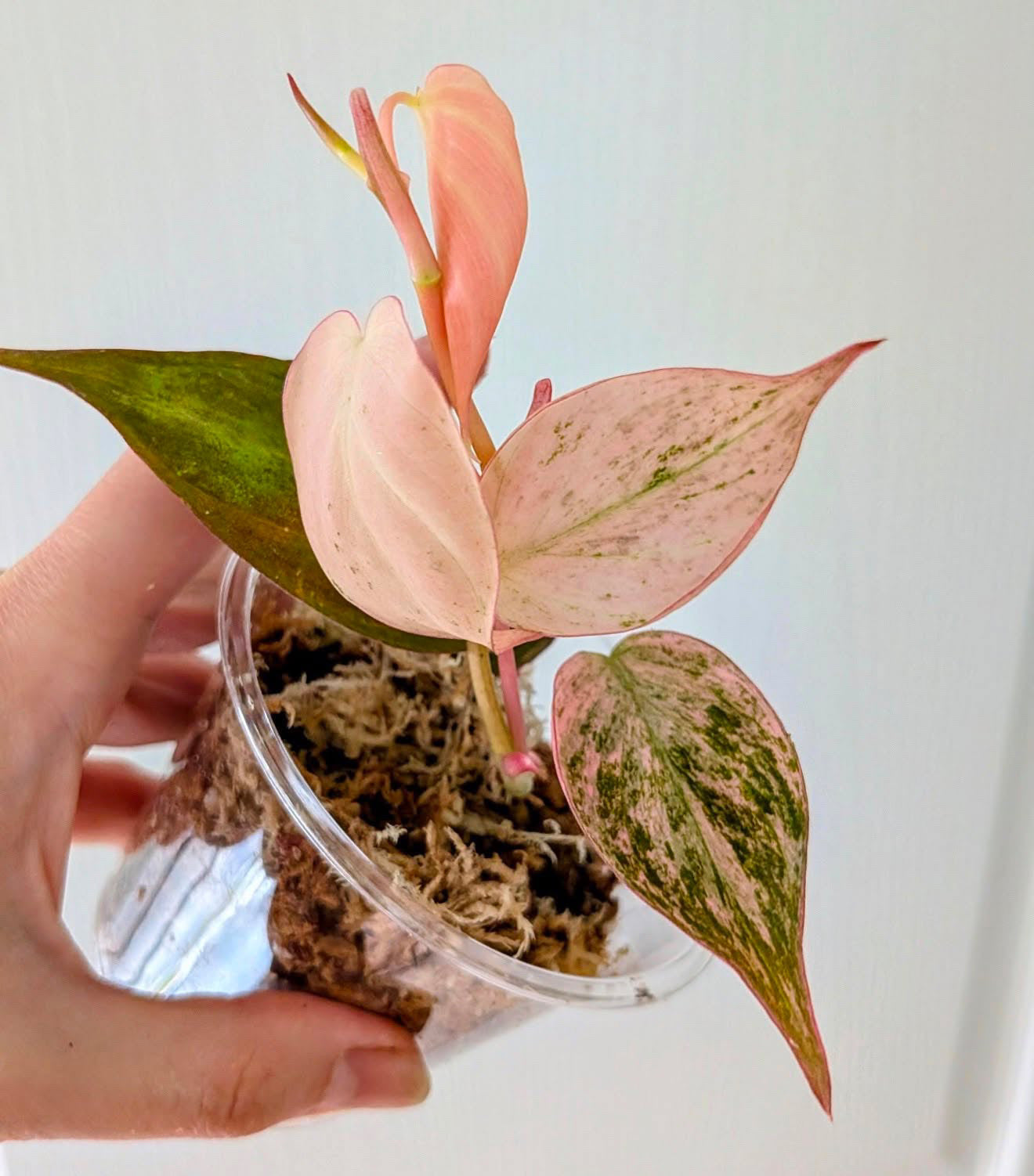 Pink Mint Micans TC Growers choice