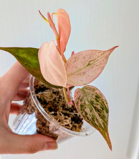 Pink Mint Micans TC Growers choice