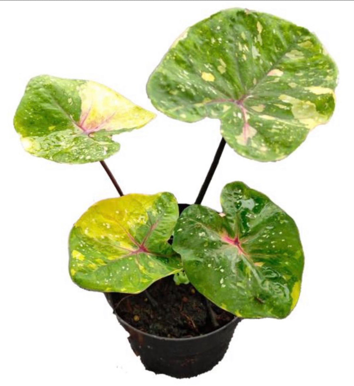 Caladium ‘Golden Star’ TC Growers Choice