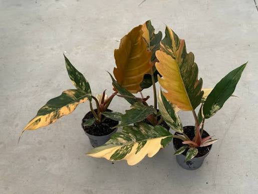 Caramel Marble Philodendron tissue culture