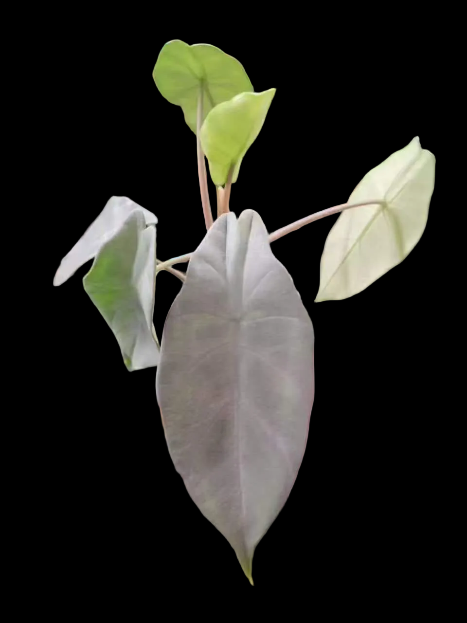 NEW CULTIVAR ALOCASIA PELTATA - Tissue Culture Growers Choice