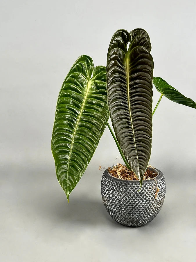 Anthurium Veitchii Starter PLUG