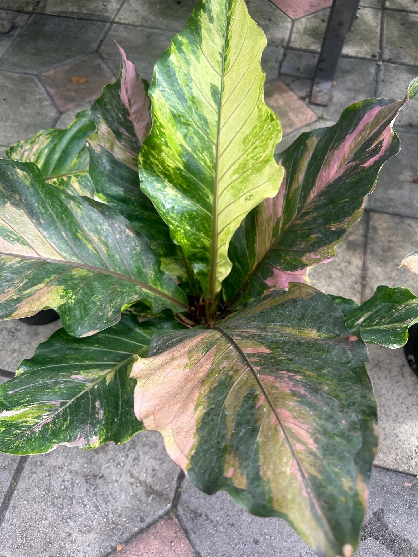 Anthurium Renaissance- Tissue Culture Growers Choice