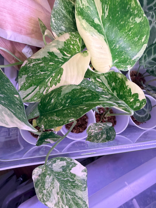 SUPER SALE Monstera NEW Placer Gold PLUG Growers Choice