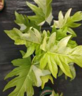 Philodendron Warscewiczii Var TC Growers Choice