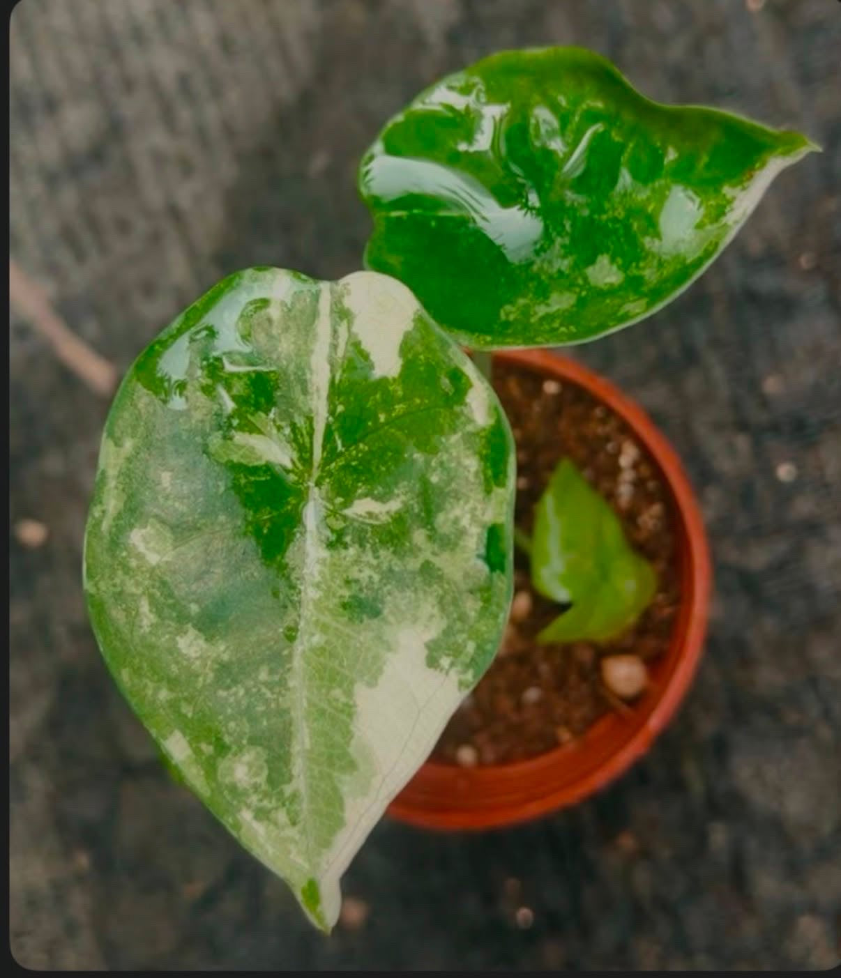 Alocasia Nebula Albo TC Growers Choice