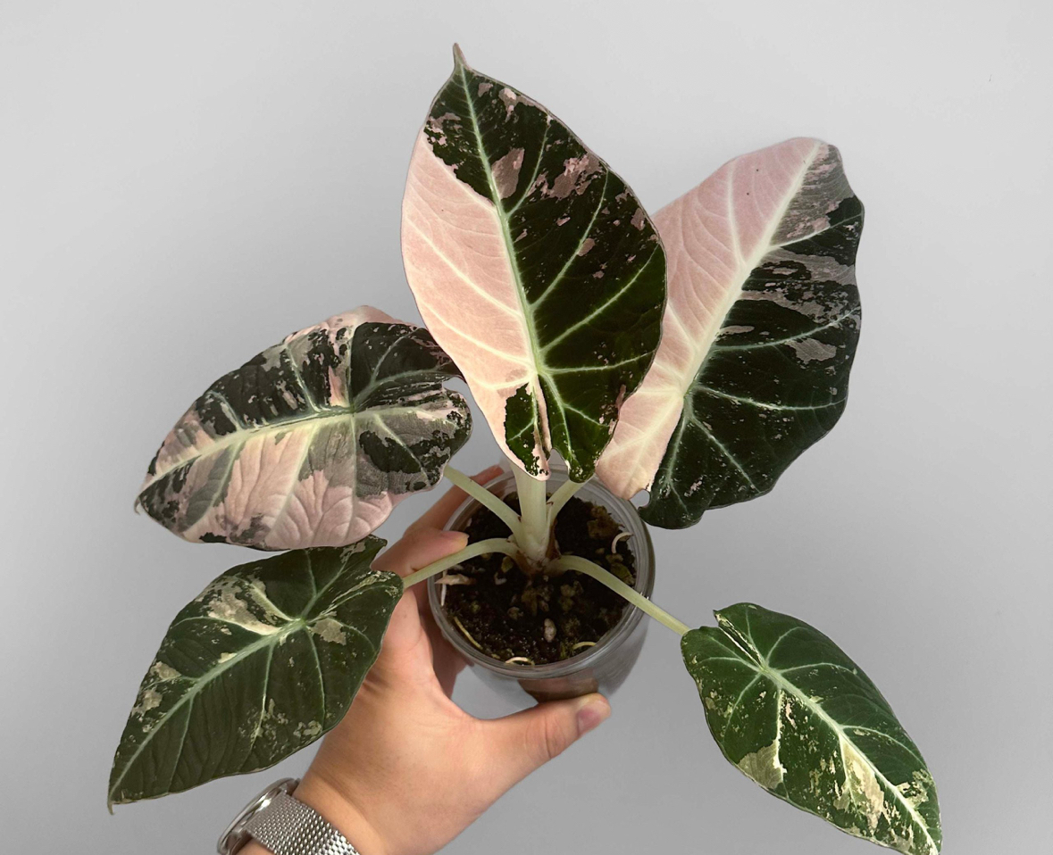 Pink black velvet albo alocasia