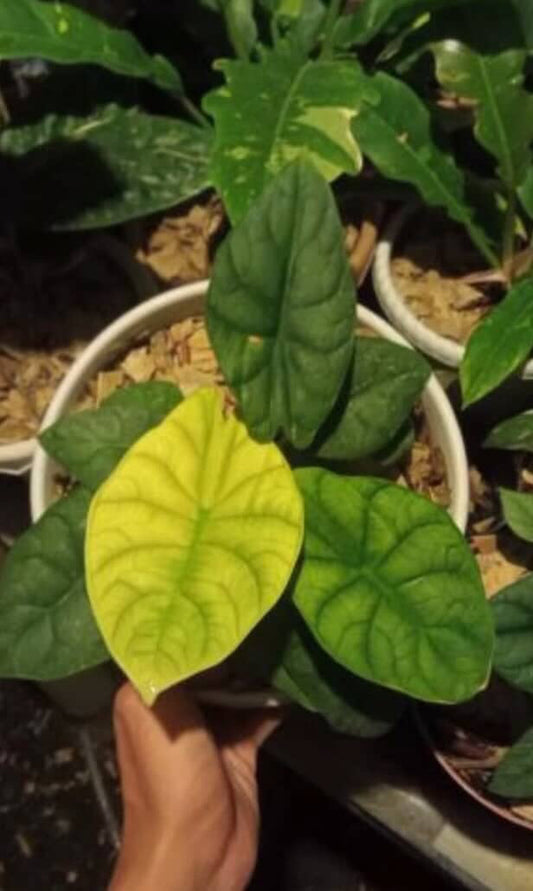 Maharani Moonlight TC Growers Choice