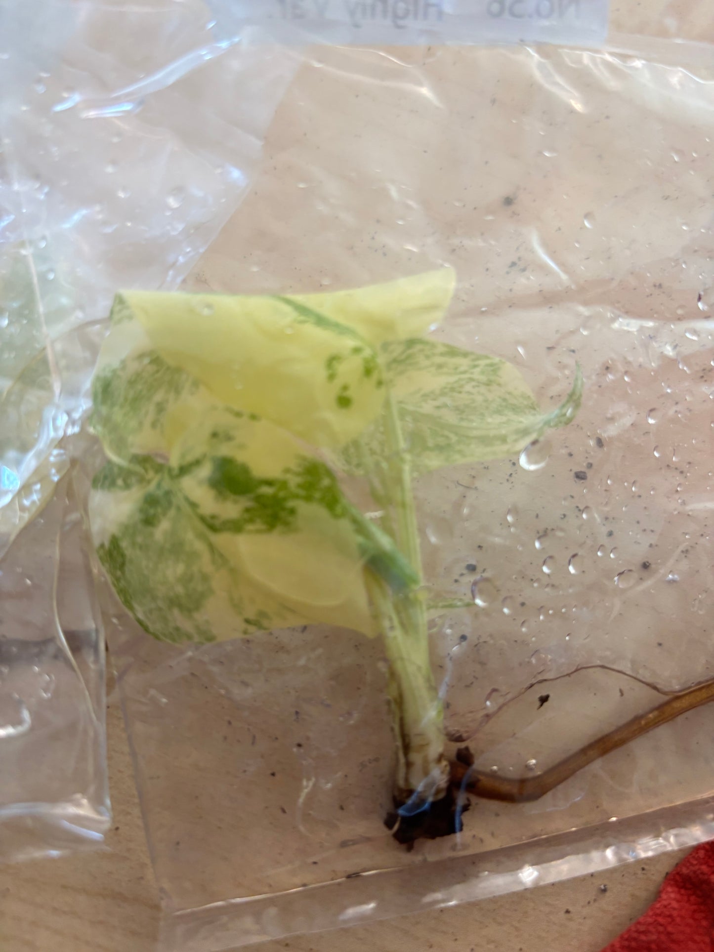 Thai Constellation Monstera Extremely High Variegated tissue culture