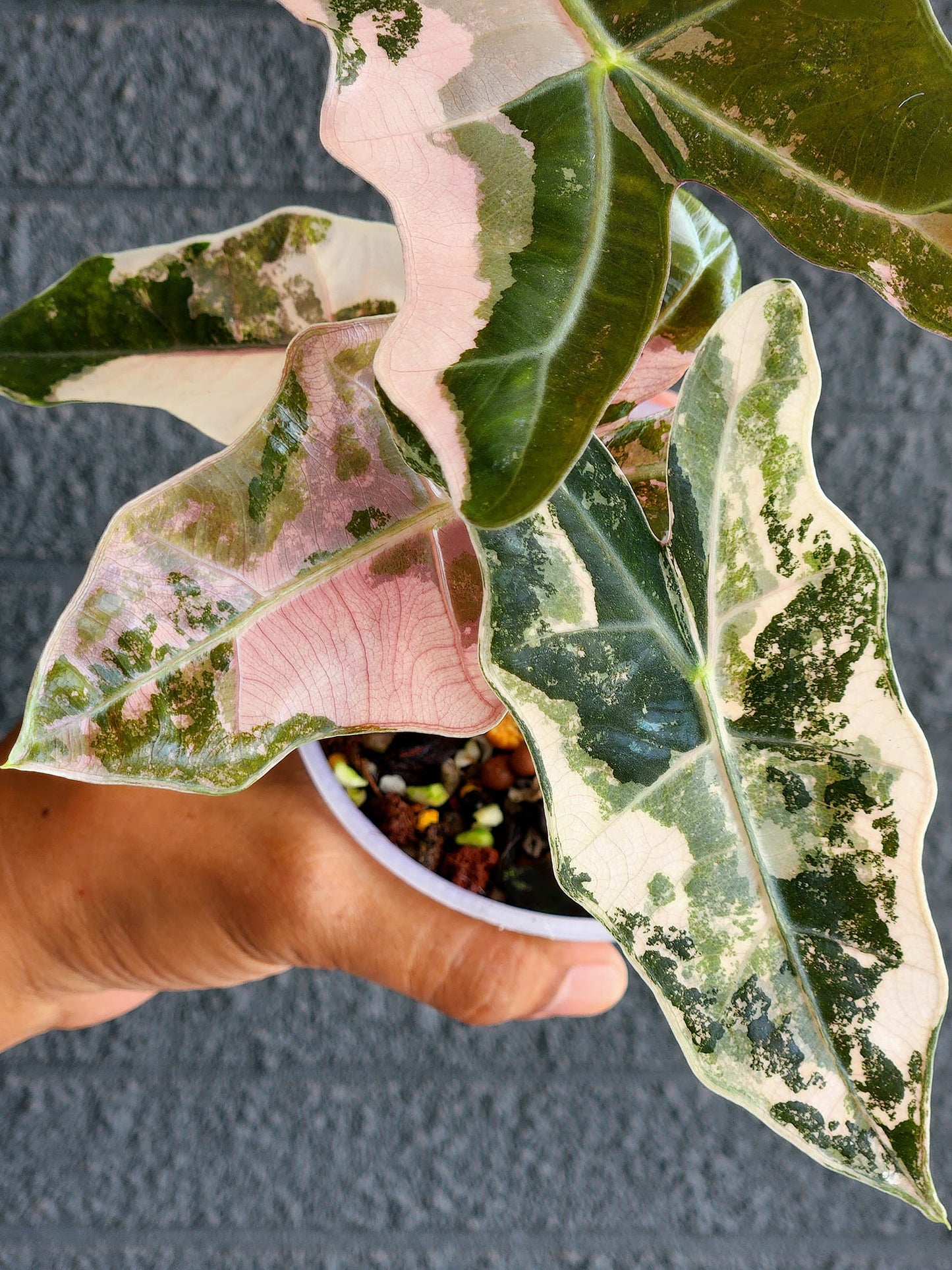 Alocasia Psuedo Sanderiana Pink - Tissue Culture Growers Choice