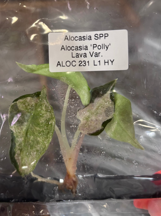 NEW Alocasia Polly Lava Var Mutation- Tissue Culture Growers Choice