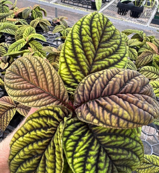 Ardisia cool fire tissue culture growers choice