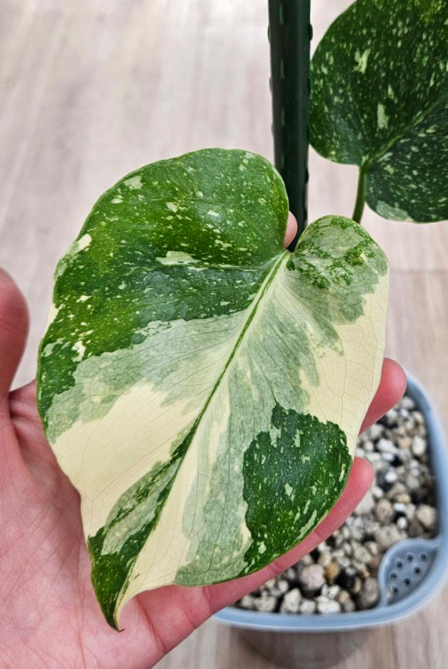 Thai Constellation Monstera Extremely High Variegated tissue culture