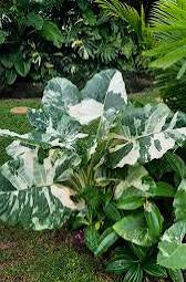 Alocasia Macrorrhiza Albo- Tissue Culture Growers Choice