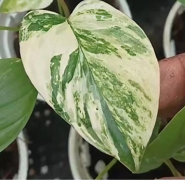 Homalomena Rubescens Cheese Var TC Growers Choice