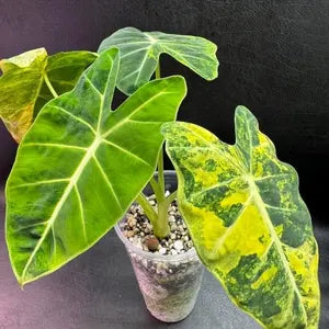 RARE Alocasia Frydek Aurea -  Tissue Culture Growers Choice