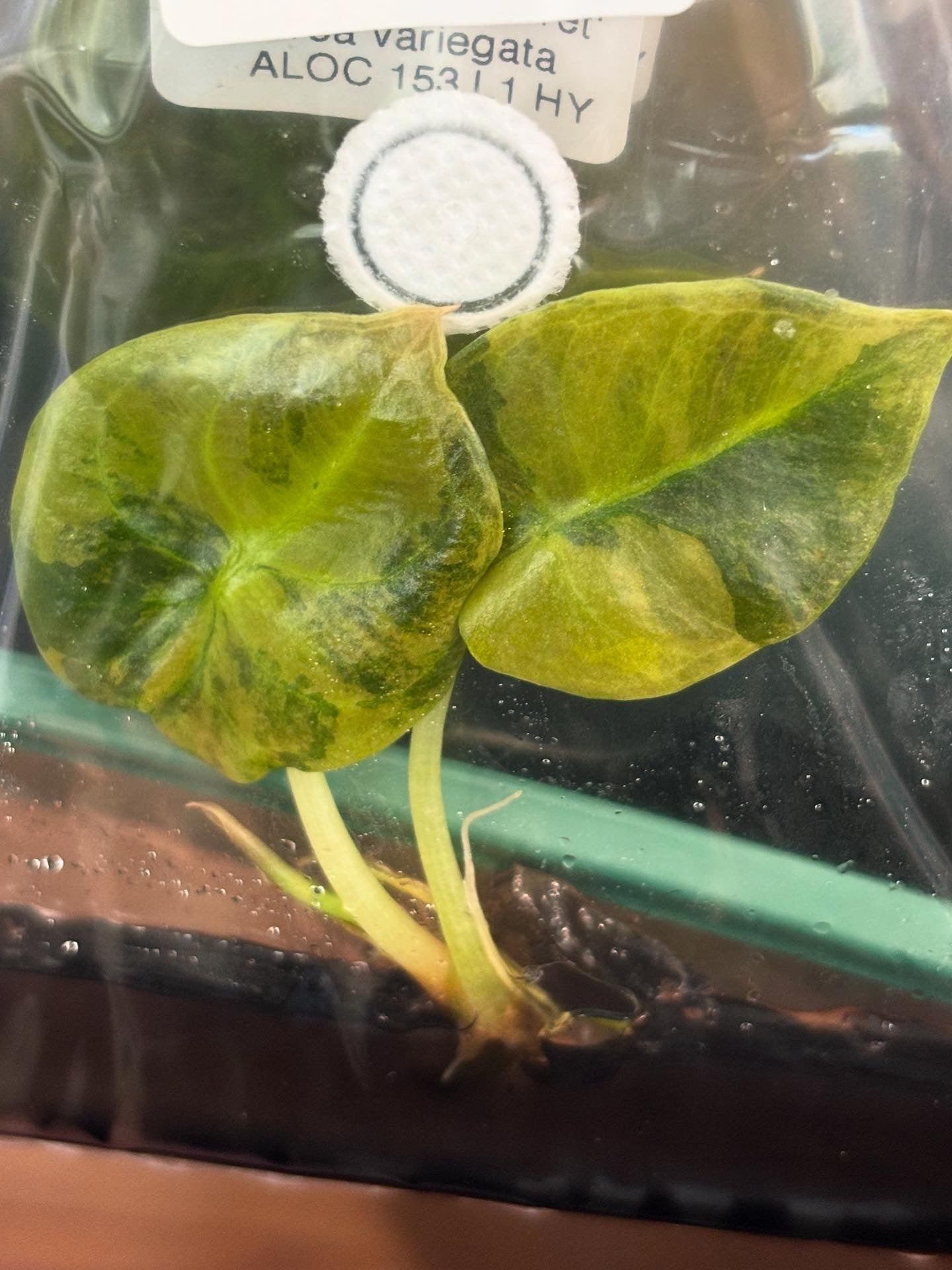 Alocasia Cuprea Latte- Tissue Culture ships June 1st Growers Choice