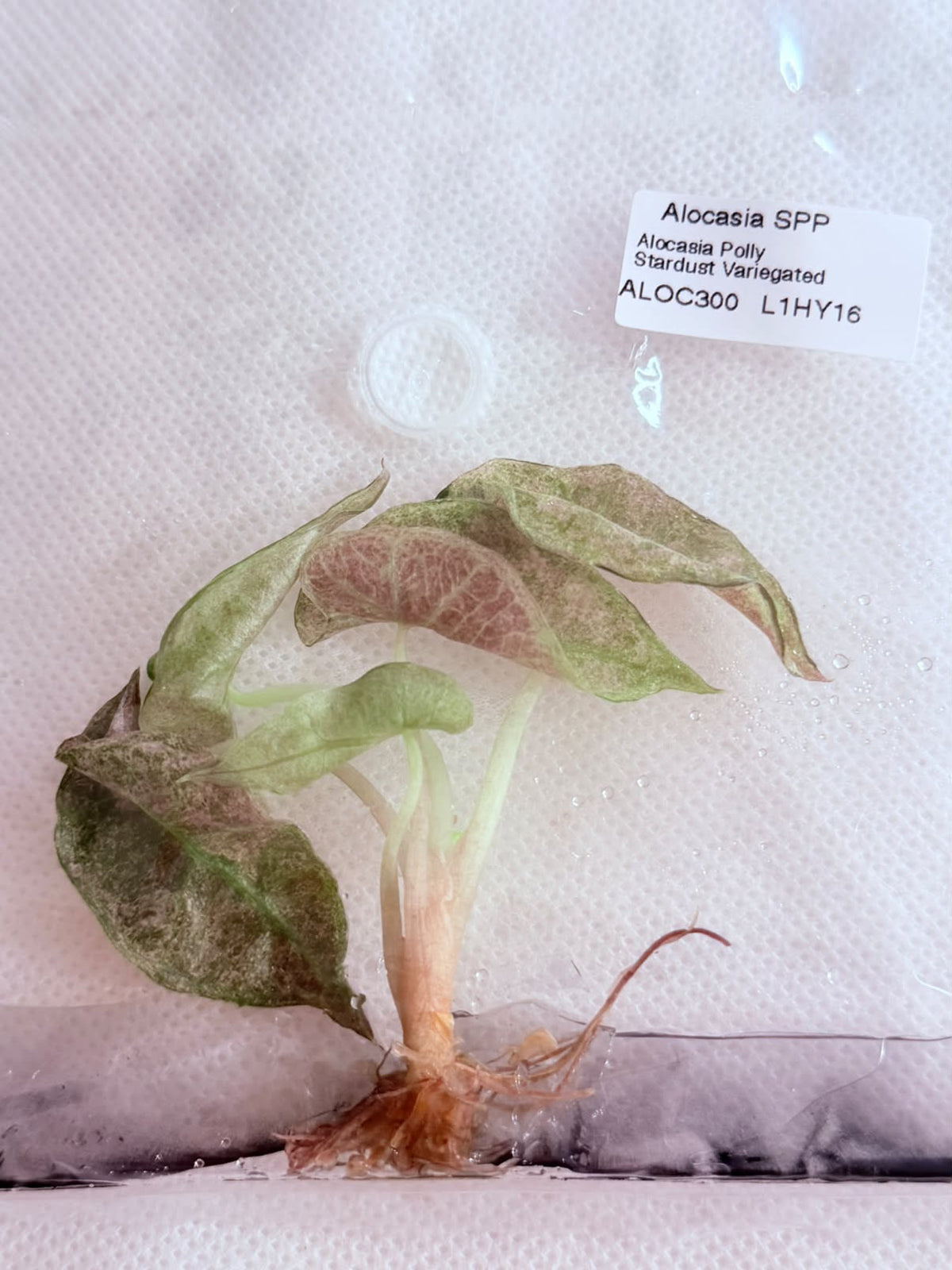 Polly Stardust Tissue Culture Growers Choice