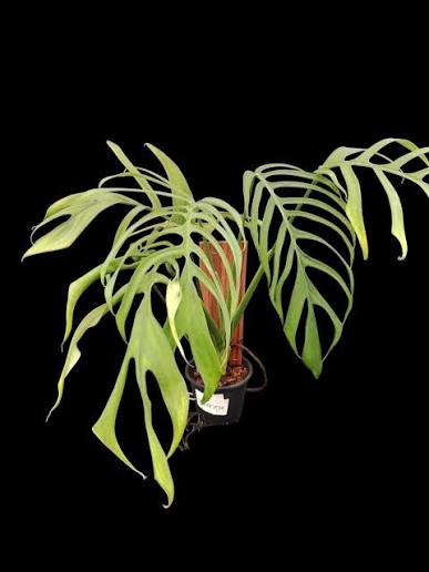 Monstera Croatii Tissue Culture Growers Choice